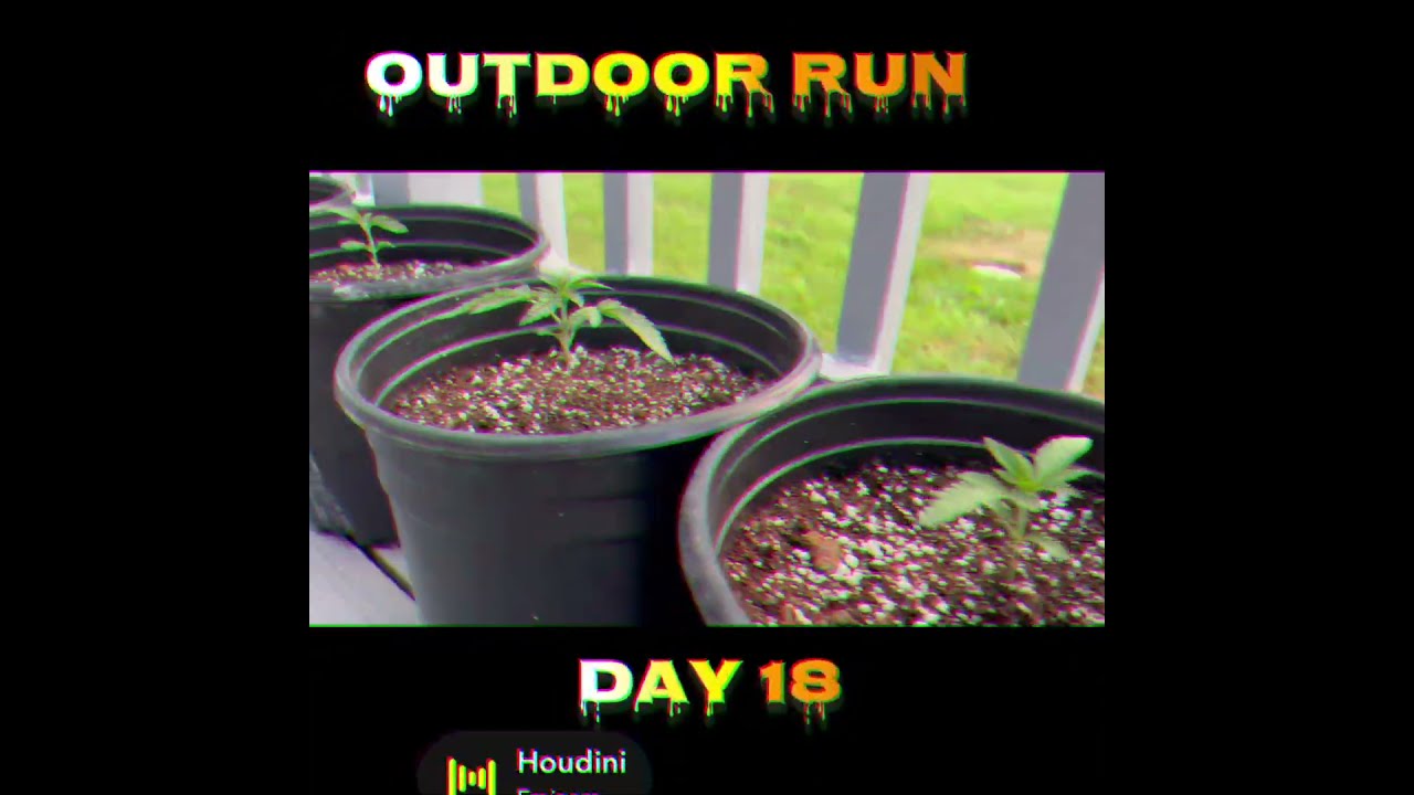 My Best & Worst Cannabis Grows of 2024 – Lessons Learned!