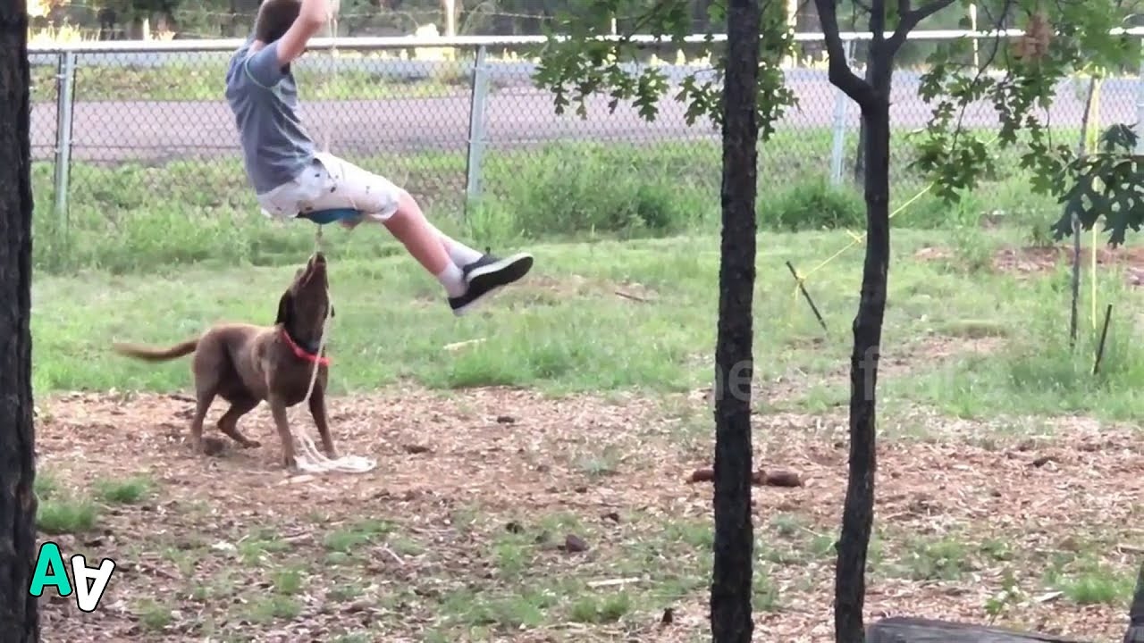 camera iphone 8 plus apk Dog Helps Owner on Zipline