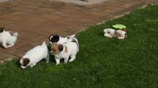 Papillon Puppies For Sale