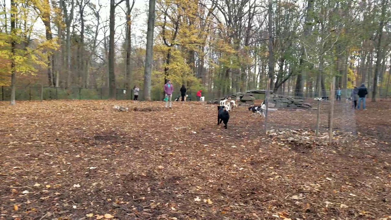 Long time no see! Bella is coming back to the Cabin John dog park YouTube