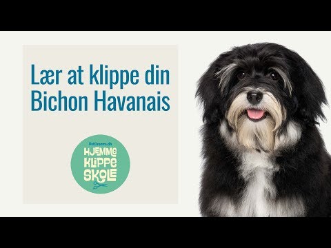 Video: Hvor mange hvalpe har Bichon Frises?