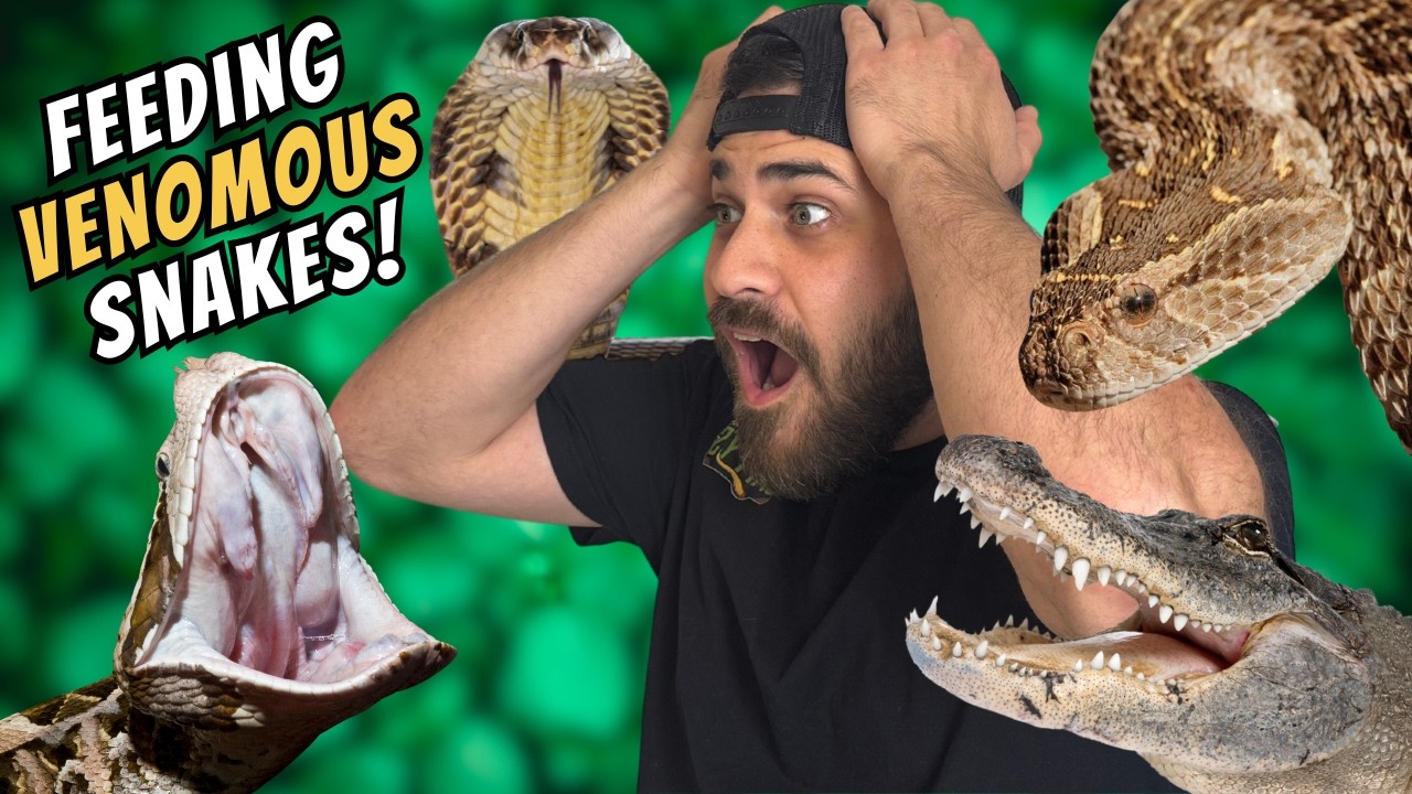 Feeding VENOMOUS Snakes & Alligators!!