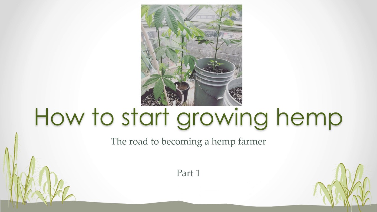 Growing Hemp YouTube