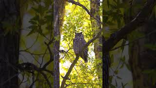 How to Get HIGHER QUALITY Wildlife Images