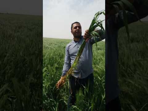 فيديو: ما هو تعفن جذور الشعير Rhizoctonia: ما الذي يسبب رقعة الشعير Rhizoctonia Bare Patch