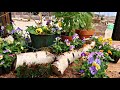 Planting a Birch Log for Spring | Frizzle Sizzle Pansies | Container Gardening Tips//Garden Farm