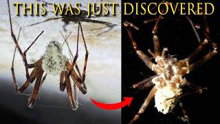 Avoid the Fungus Thats Turning Spiders into ZOMBIES!
