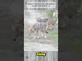 TRẬN CHIẾN GIỮA DOBERMAN VÀ BẦY SÓI ĐỒNG CỎ