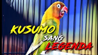 MASTERAN LOVEBIRD KONSLET MINOR, SUARA LOVEBIRD KUSUMO