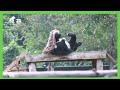 Moon bear Sonny Ray totally destroys his hessian sack!