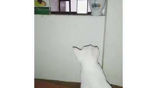 Look Who Attending My Online Classes | Online classes | Funny Cat Video | White Cat  | Naughty Cat