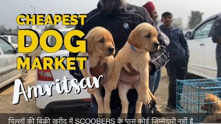 Cheapest Dog Market Amritsar || Holy City Dog show Outer Market | Scoobers