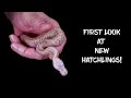 First Look at New Ball Python Hatchlings!