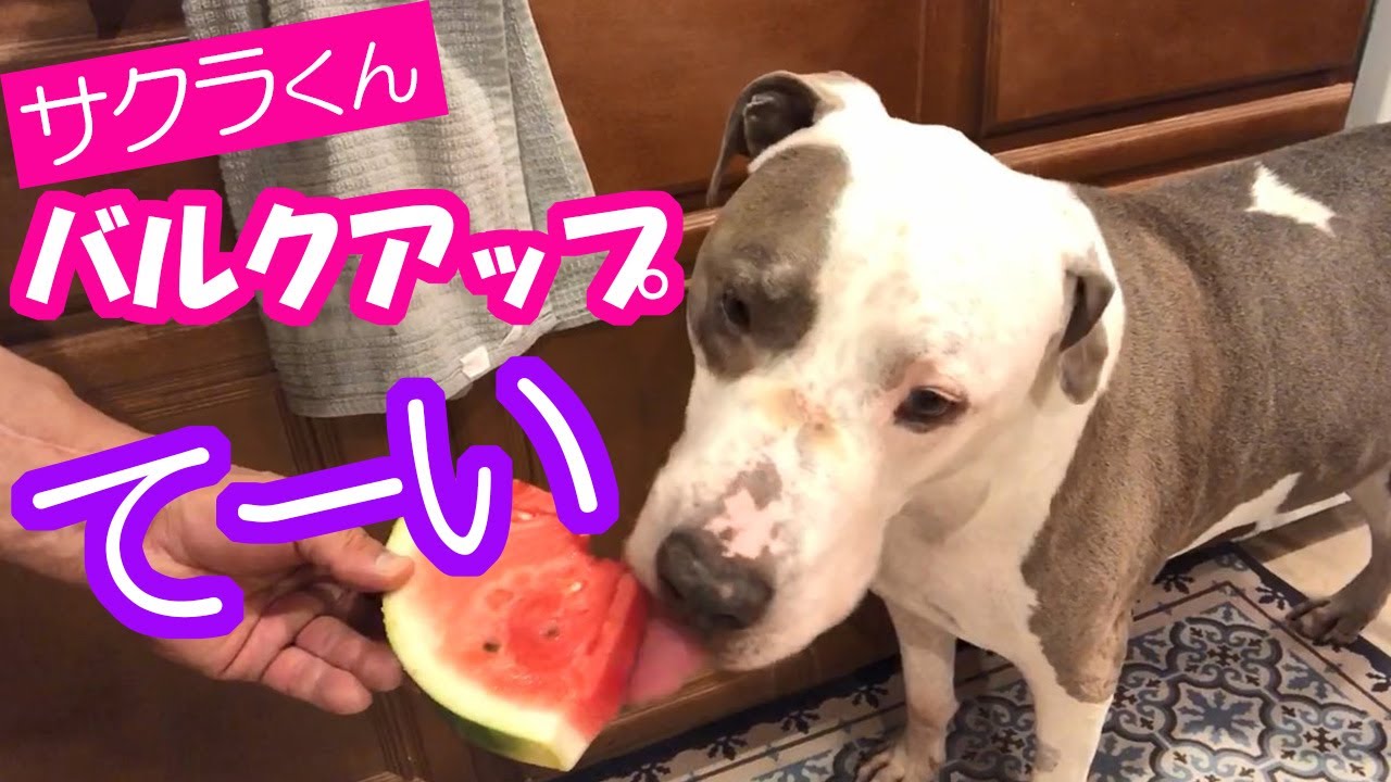 愛犬さくらのチートデイ サクラと目指すオリンピアへの道 ペット動画 かわいいピットブル Youtube