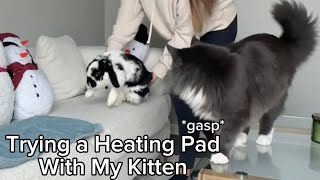 Kitten Tries a Heating Pad for the First Time