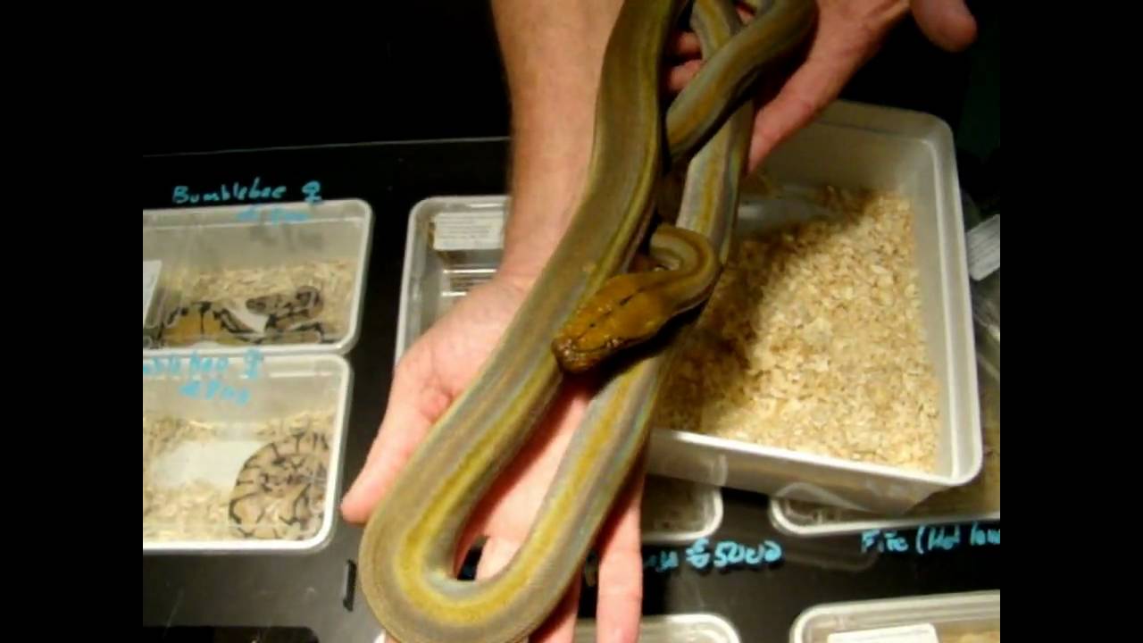 bob clark at the snakeday in houten (11.10.09)