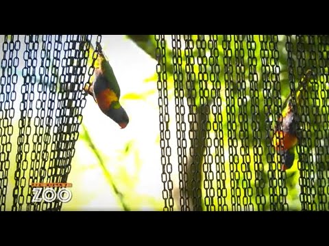 Vidéo: Tout sur les Loriquets à poitrine écailleuse