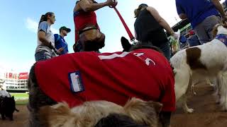 Bark In the Park 2019