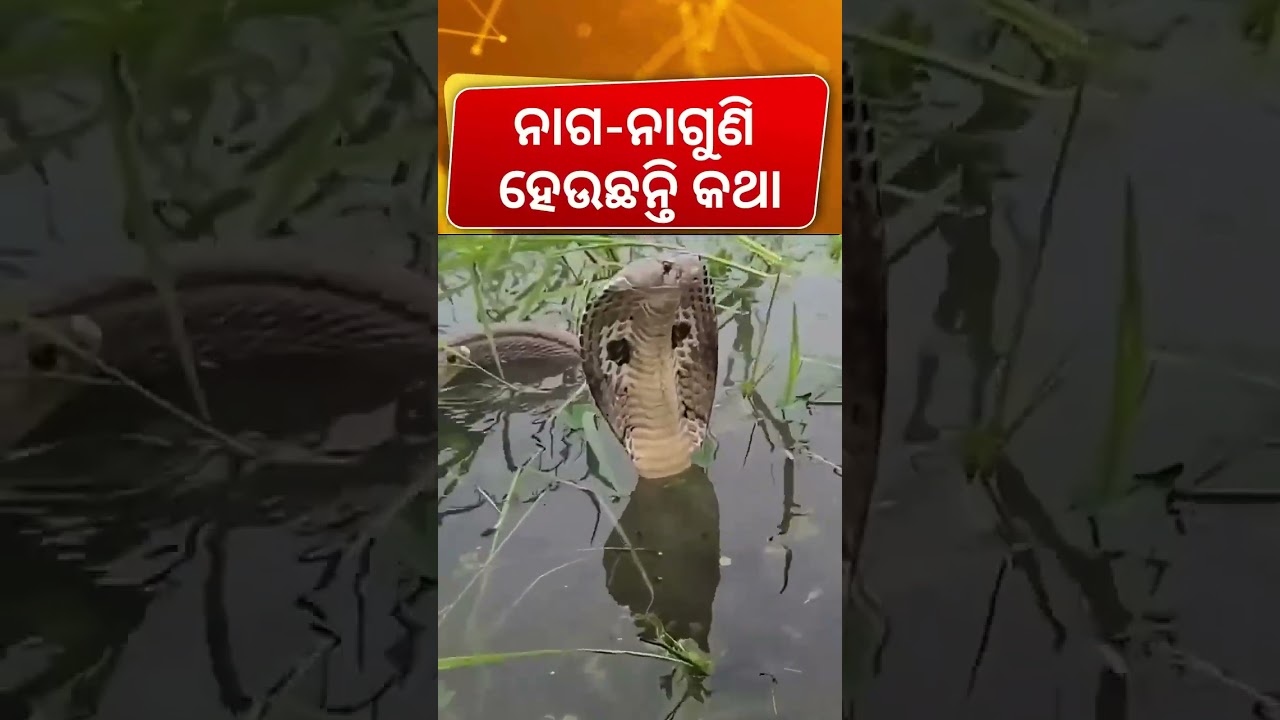 ମାଡୁଛି ପାଣି, ଆଉ ଏଠି ଏମାନଙ୍କ ମେଳି । Snake in Kendrapara Ali   Odia News   Rain in Odisha