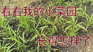 看看我的小菜园都种了些什么蔬菜