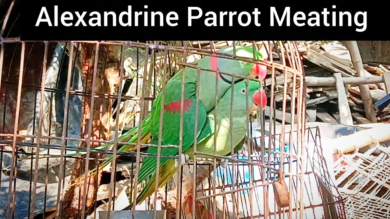 Alexandrine parrots meating in the cage.🦜🦜🦜