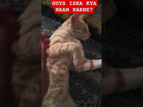 Guys iske liye koi pyara saa naam batao 🥰 #cat #catshorts #shortsfeed #shorts