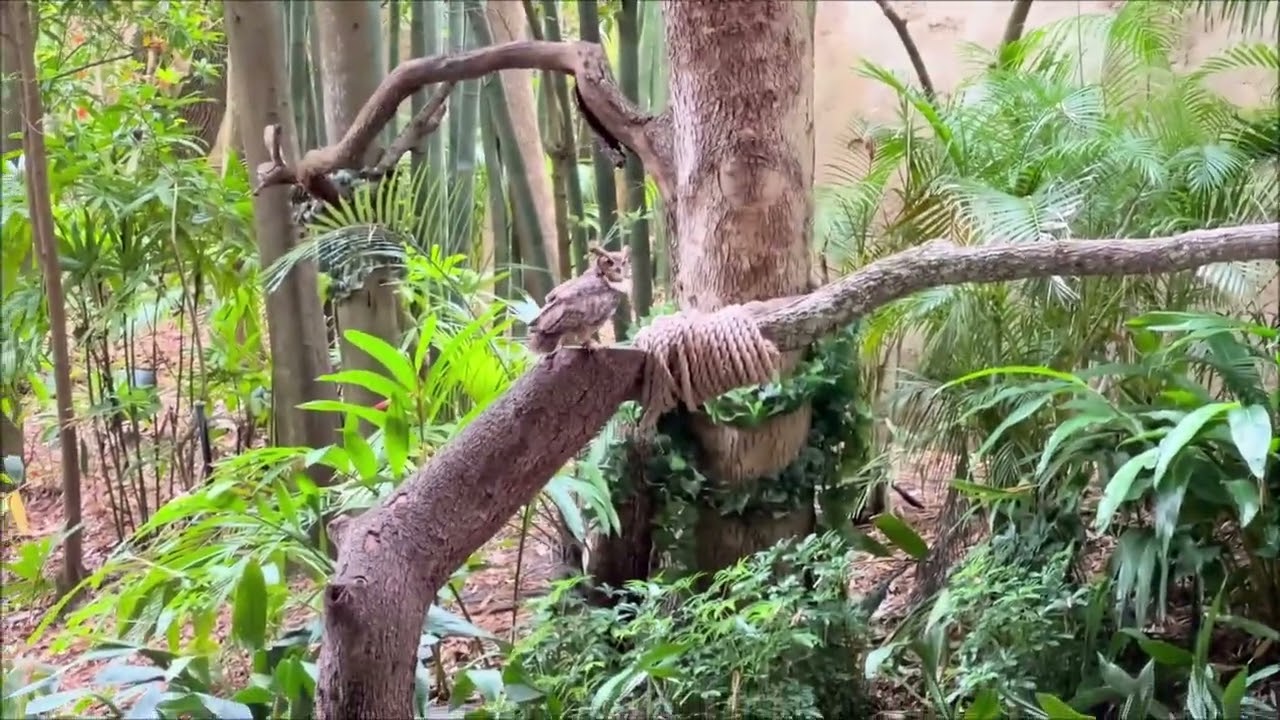 The Bird Show Animal Kingdom Disney