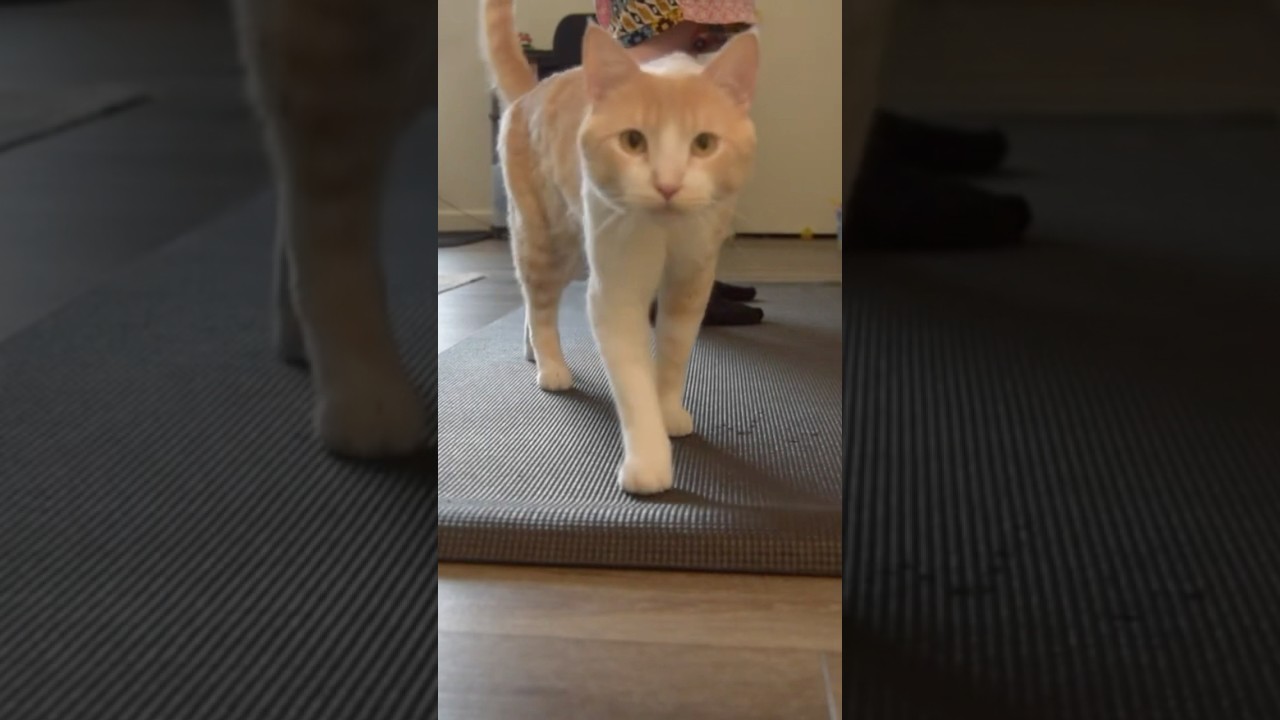 King of the house & all things the humans are using