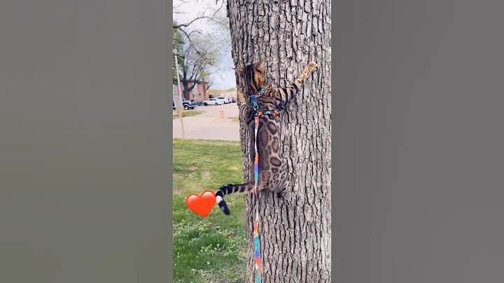 Watch the video about Bengal cat climbing 🐆💙 #bengali #fyp #viralvideo #shorts #reels #cat #virakshorts #kitten #cute ￼