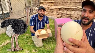 Ostrich Egg Le Aya Turab😍Bht Bra hai Ye To｜Shehr Main Dihat