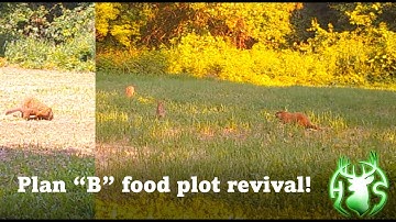 HS360 2022 Using plan B when food plots fail.