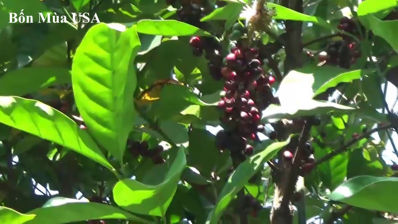 Vô Vườn Nhà Chú Phá - YouTube