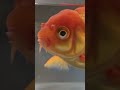 How to NEVER forget a task again! 🐟💡