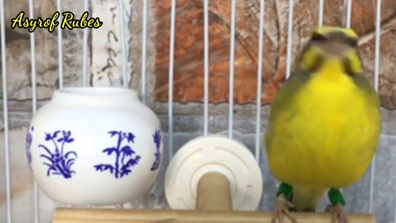 Burung MOZAMBIK Gacor!!! Cocok banget buat isian Pleci