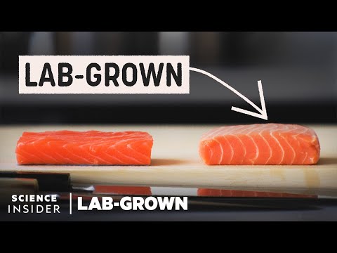 Could Lab-Grown Salmon Be The Future Of Fish | Lab-Grown | Science Insider