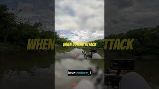 When Otters Attack...I love nature