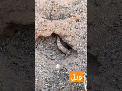 ورل في جحره  اكسبلور