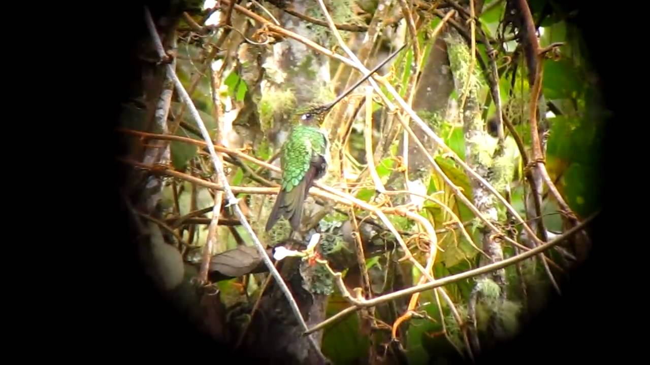 Sword-billed Hummingbird - Ensifera ensifera - Rio Blanco, C Andes