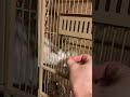 Stop squirreling around