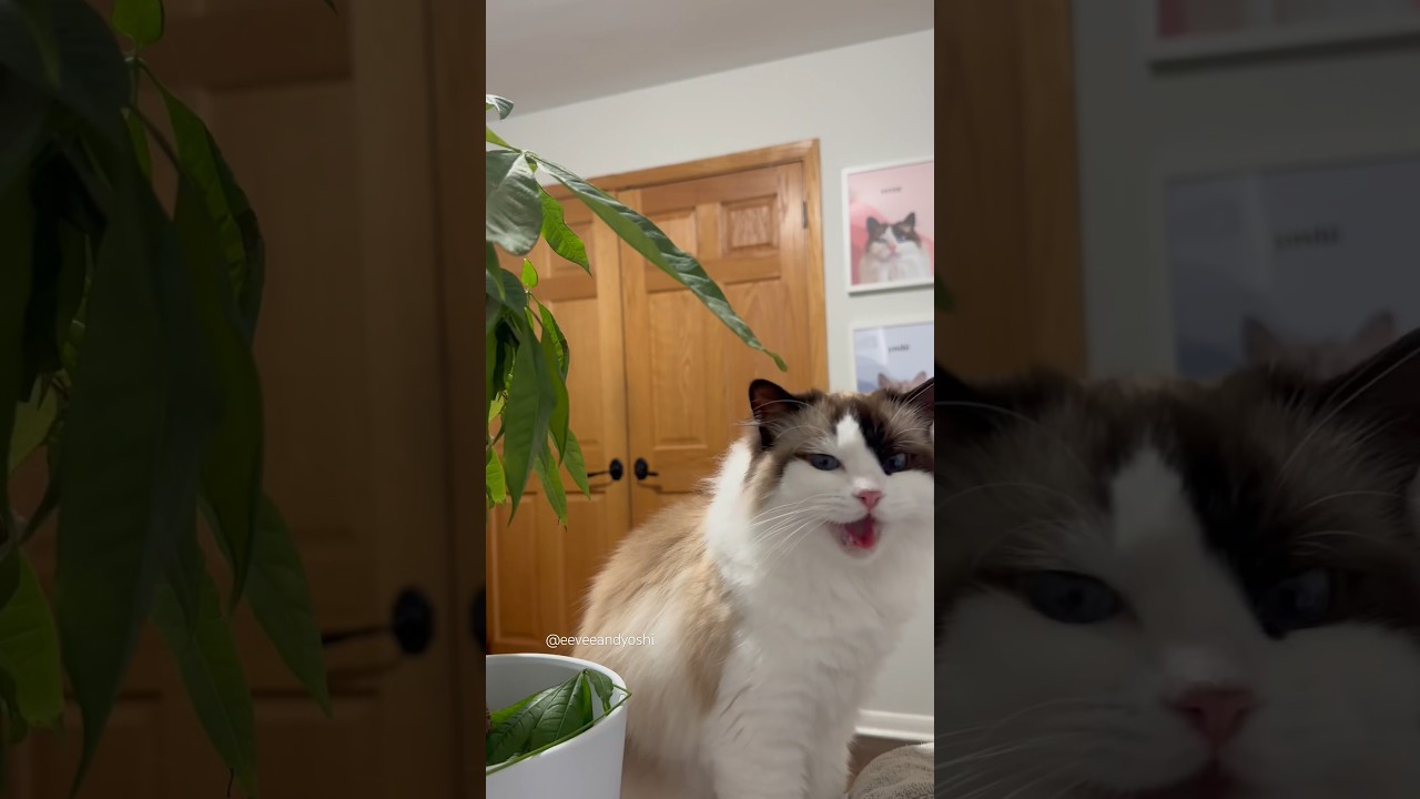 She seemed embarrassed 😂