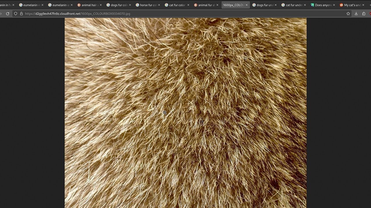 Houdini Fur Lookdev | Render 05