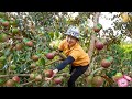 Harvesting breast milk fruit and green mango to the market to sell lucias daily life