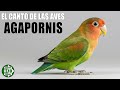 🐦 ¡Escucha el gorjeo del AGAPORNIS! 🔊 Sonido de Ave Exotica