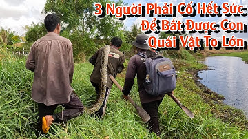 [SĂN BẮT RẮN] Bắt Con quái vật rất khổng lồ | TGSB #879