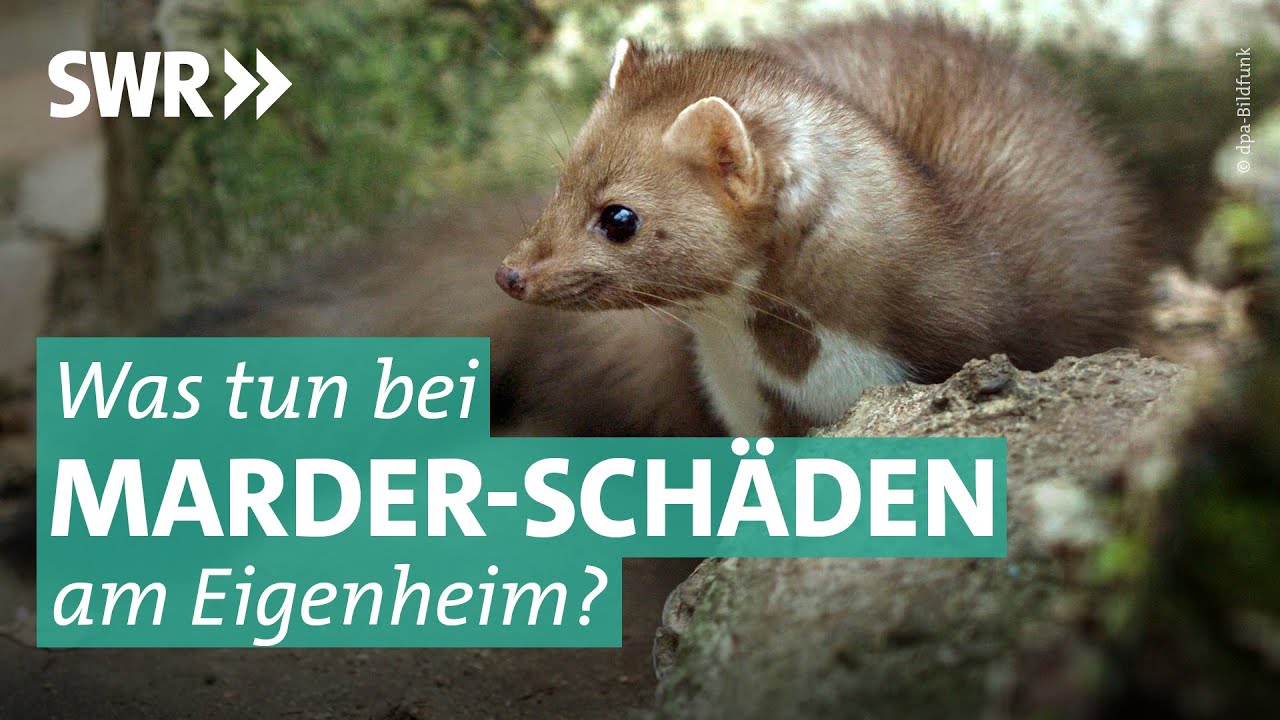 Wie kann man einen Marder vertreiben? - hausinfo