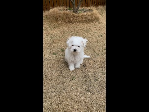 . / Baby <strong>dog</strong> <strong>first</strong> grooming