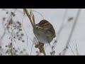 Garden Winter Walkabout and Chat || Backyard Birds