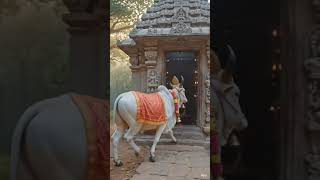 #nandi#nandimaharaj #shiv