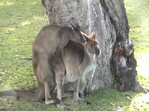 Kangaroos breeding with narrative - YouTube