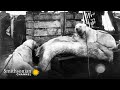 Polar Bear Conservation and Threats
